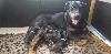 - CHIOTS BEAUCERONS