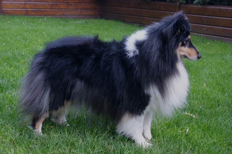 Les Shetland Sheepdog de l'affixe Des gardiens des trois magots