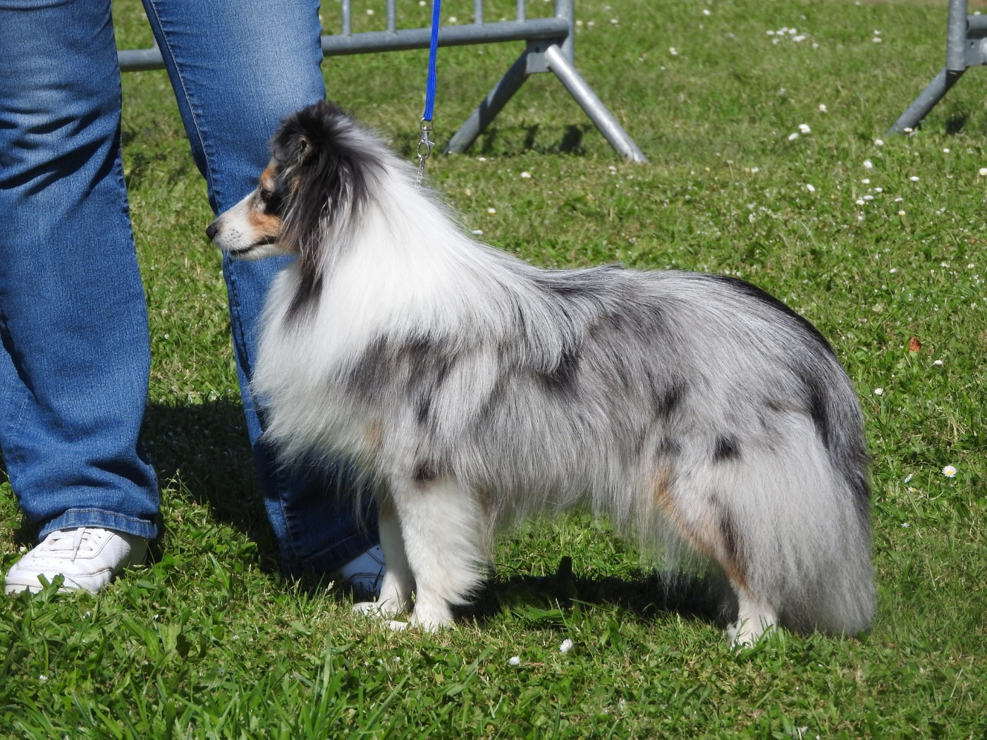 Vinci Des gardiens des trois magots