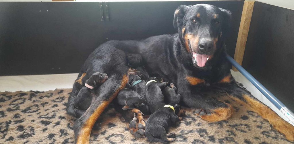 Des gardiens des trois magots - CHIOTS BEAUCERONS