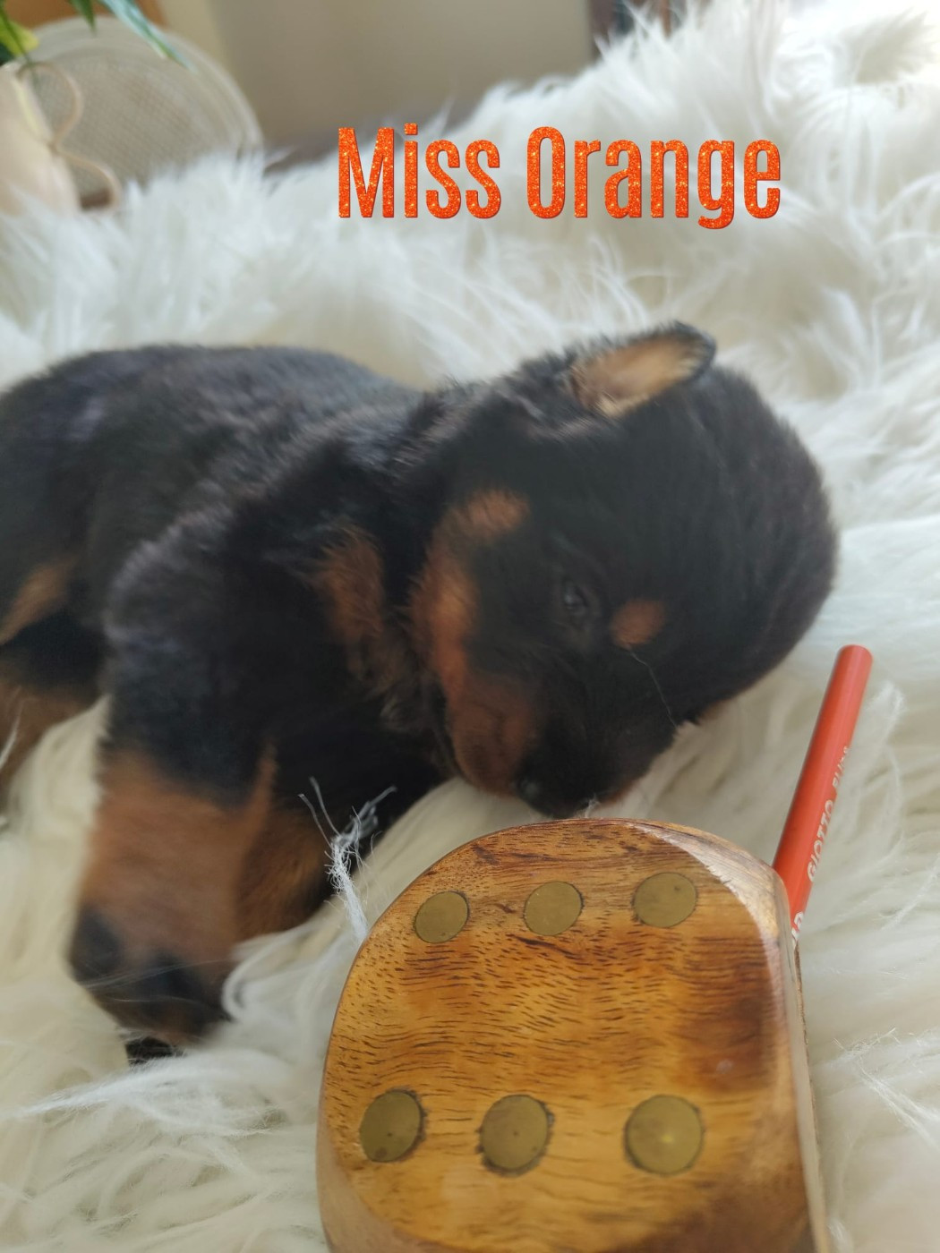 Des gardiens des trois magots - Chiots disponibles - Berger de Beauce