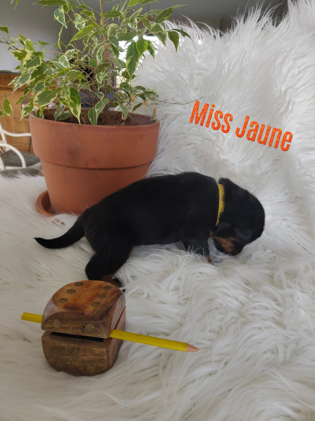 Des gardiens des trois magots - Chiots disponibles - Berger de Beauce