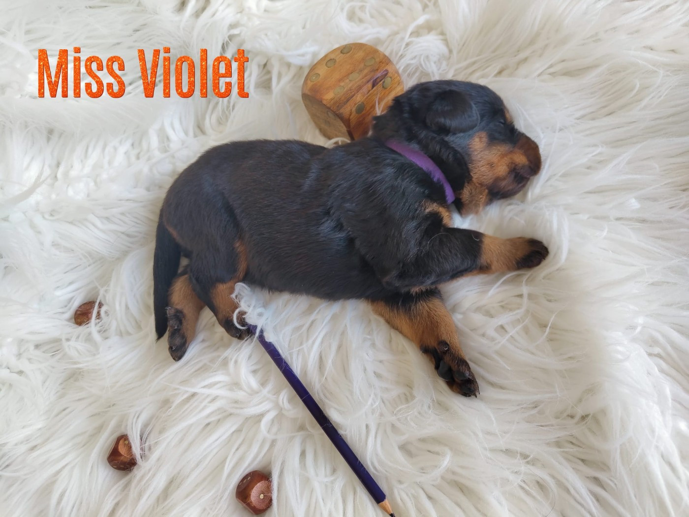 Des gardiens des trois magots - Chiots disponibles - Berger de Beauce