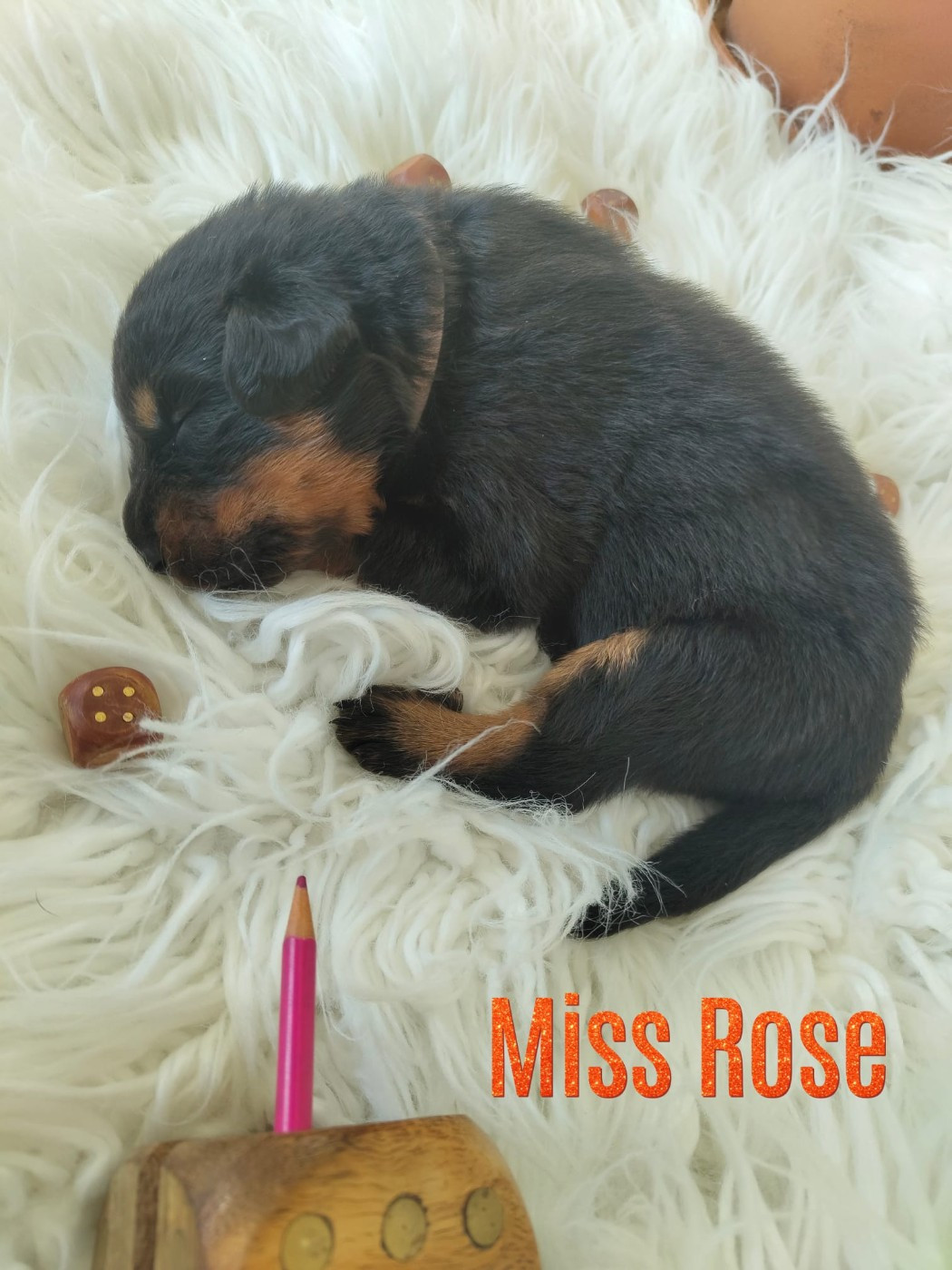 Des gardiens des trois magots - Chiots disponibles - Berger de Beauce