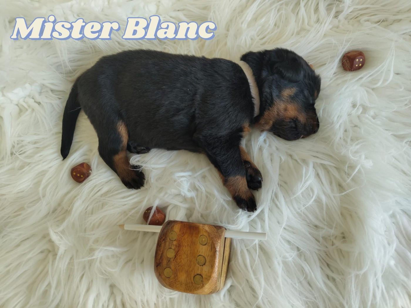 Des gardiens des trois magots - Chiots disponibles - Berger de Beauce