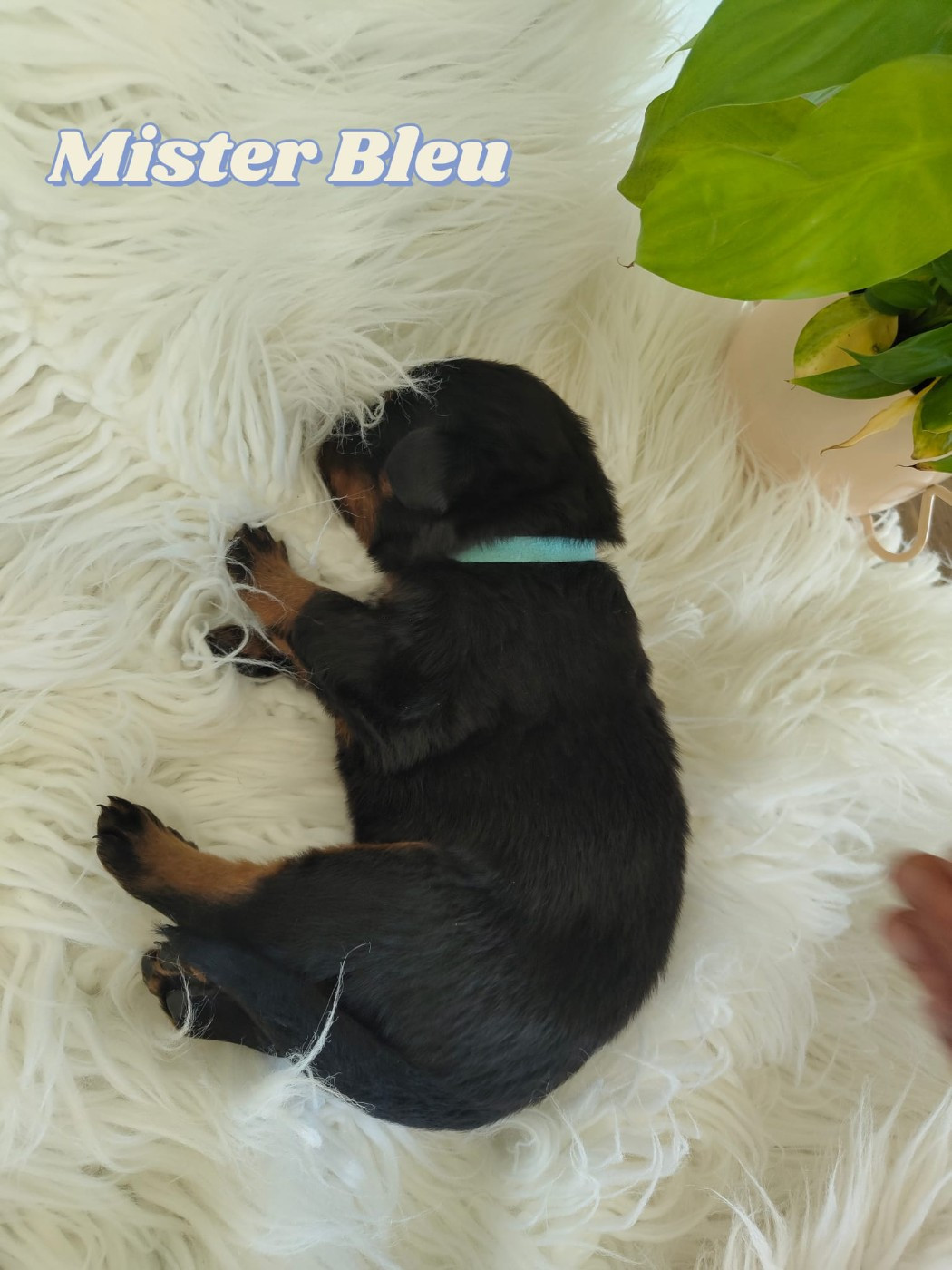 Des gardiens des trois magots - Chiots disponibles - Berger de Beauce