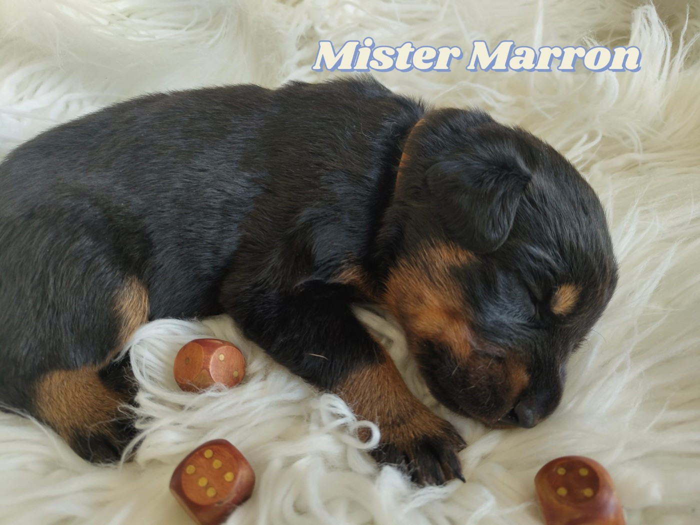 Des gardiens des trois magots - Chiots disponibles - Berger de Beauce