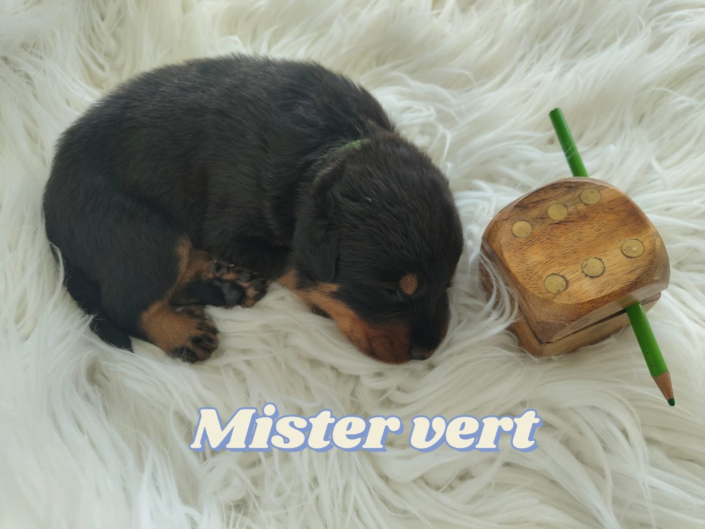 Des gardiens des trois magots - Chiots disponibles - Berger de Beauce