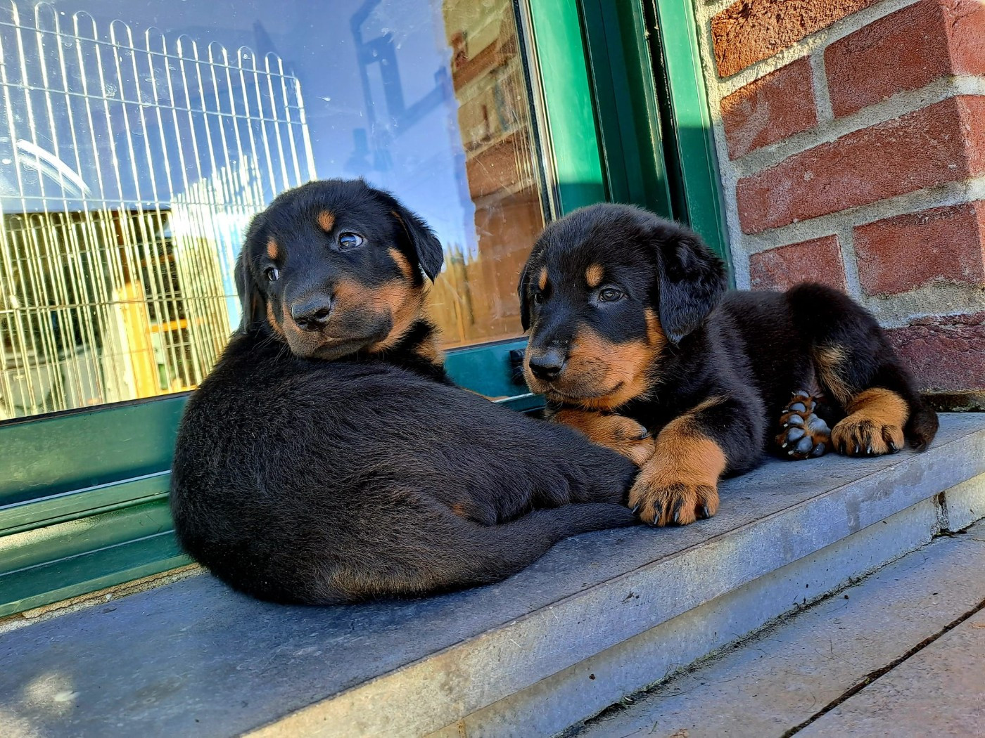 Chiot Berger de Beauce Des gardiens des trois magots